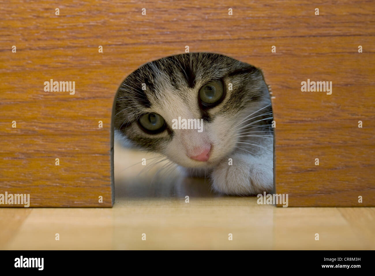 Cat spiata attraverso il foro del mouse Foto Stock