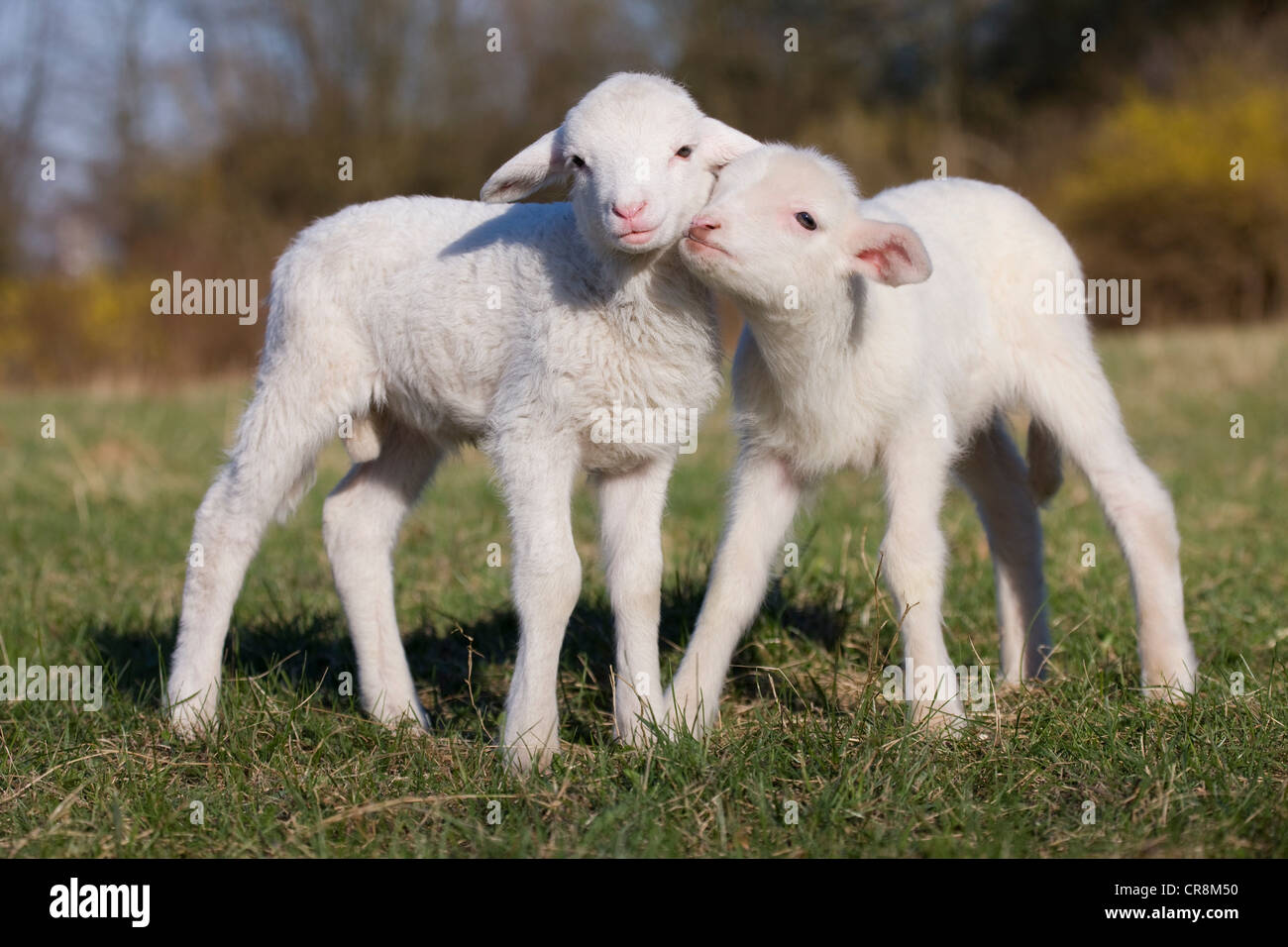 Due agnelli nel campo Foto Stock