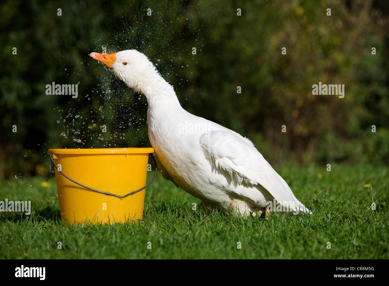 Goose con secchio di acqua Foto Stock