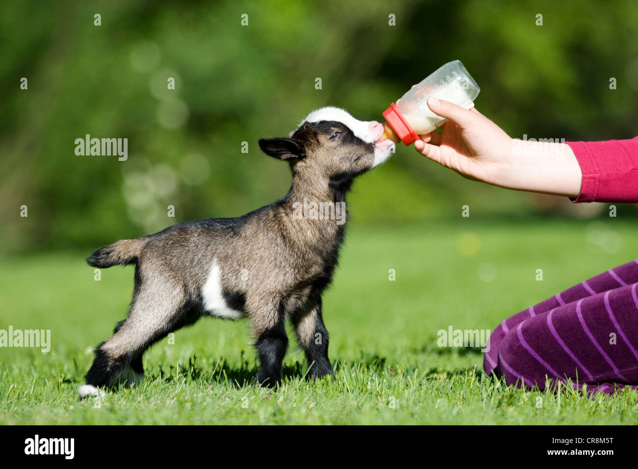 Persona alimentazione di capretto bottiglia di latte Foto Stock