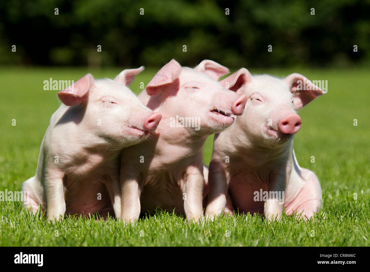 Tre i suinetti nel campo Foto Stock