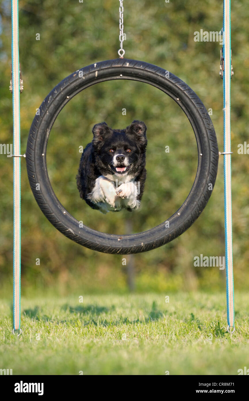 Il salto del cane attraverso il pneumatico Foto Stock