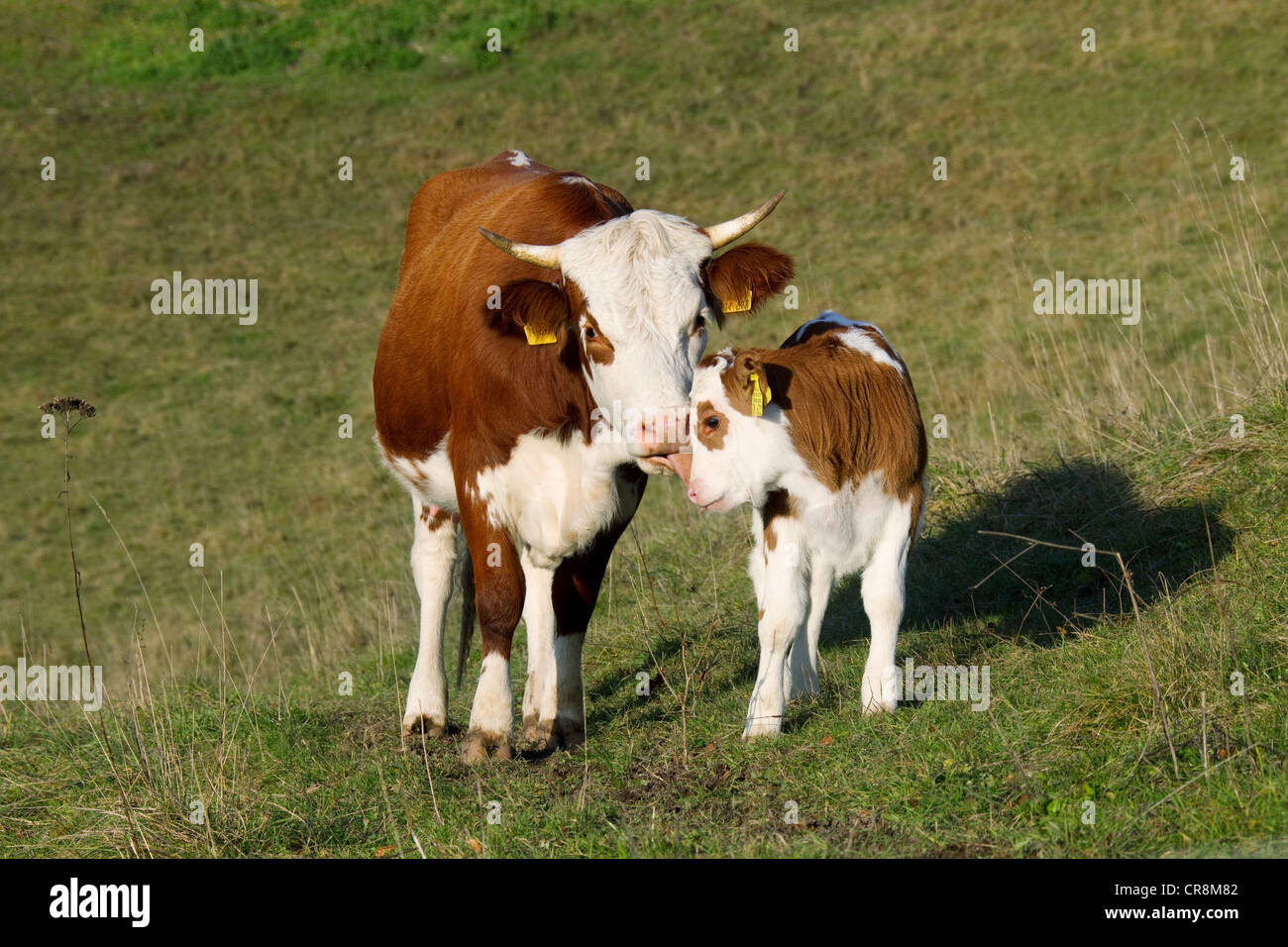 Latte di mucca e di vitello in campo Foto Stock