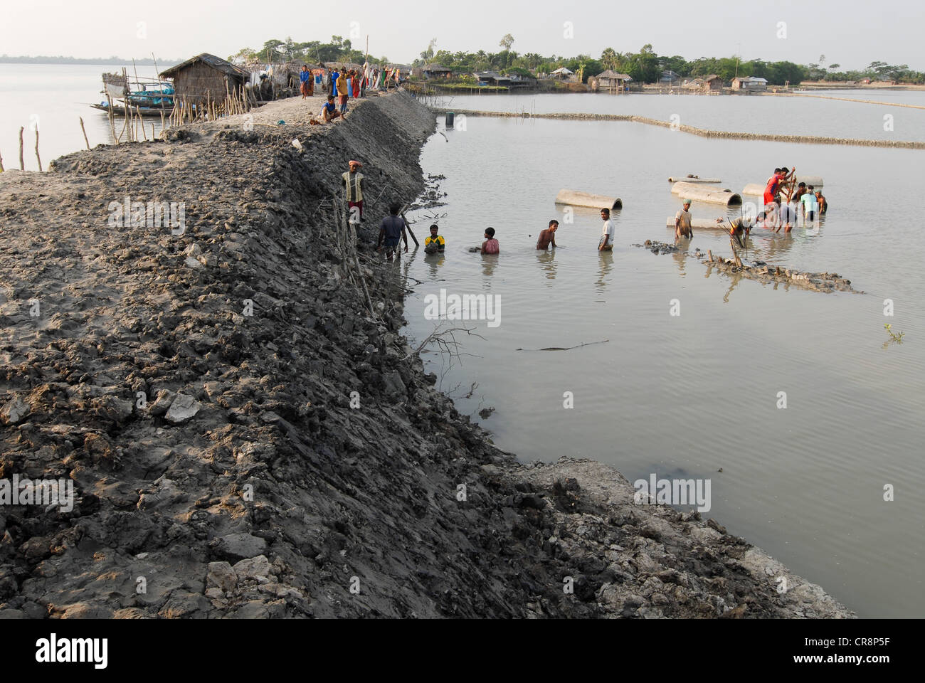 Bangladesh , villaggio Kalabogi presso il river Shibsha vicino alla baia del Bengala, i popoli sono i più colpiti dai cambiamenti climatici, gli abitanti di un villaggio di lavorare sul fango dike costruzione Foto Stock