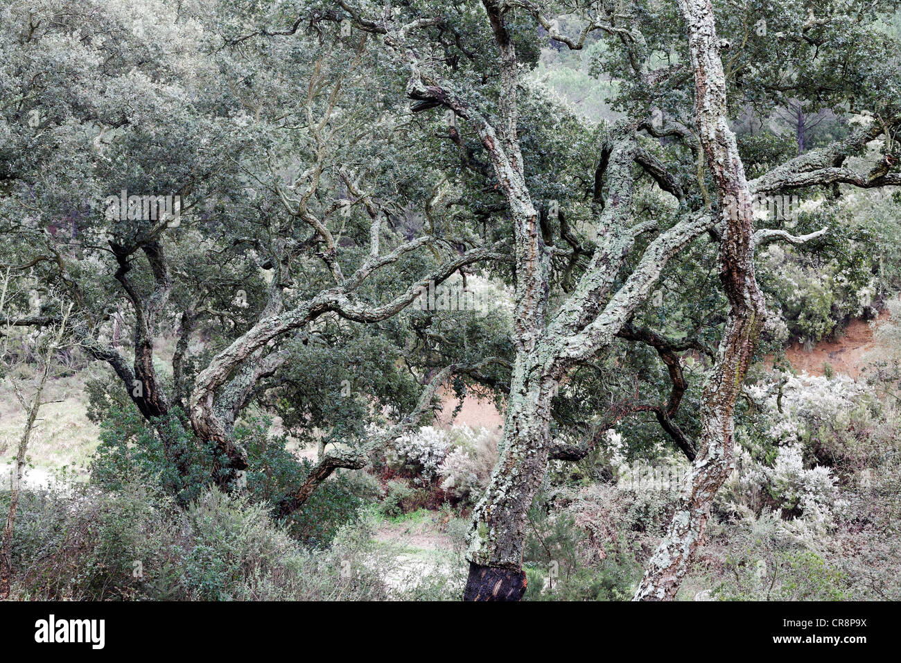 Bosco di querce da sughero (Quercus suber), Massif des Maures mountain range, Regione Provence-Alpes-Côte d'Azur, in Francia, in Europa Foto Stock