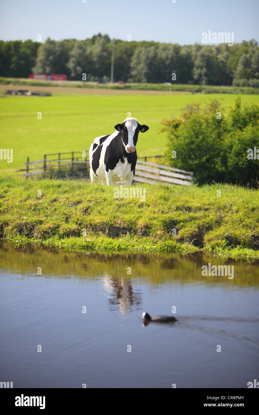 Paesi Bassi, South Holland, terreni di pascolo prati verde paesaggio con mucche, 7 mesi croste mucca Foto Stock