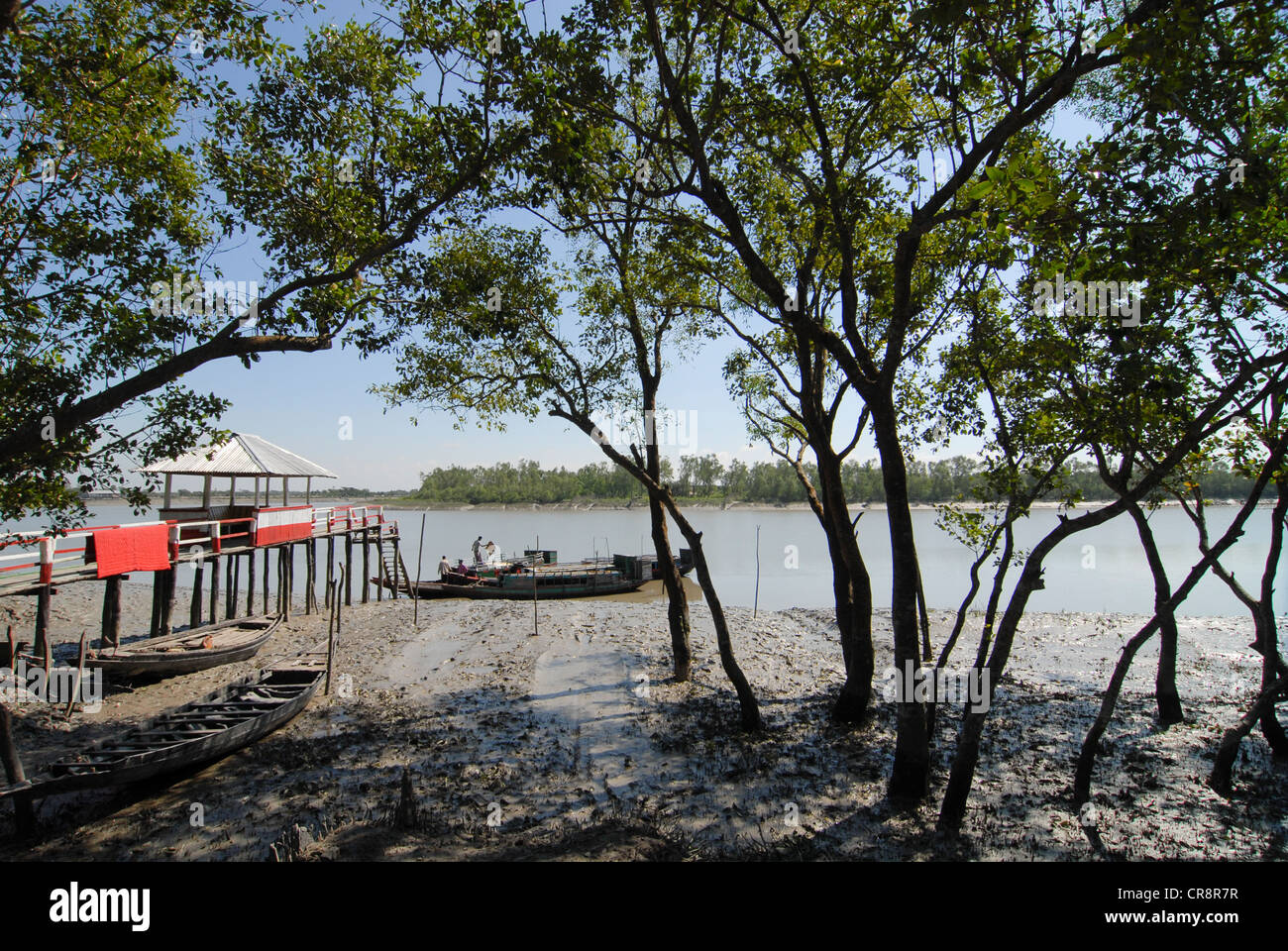 Bangladesh, Sathkira District, parco nazionale, protetta la foresta di mangrovie in Sundarbans la bocca del fiume Gange Foto Stock