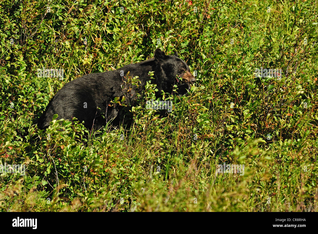 Black Bear (Ursus americanus) foraggio per saskatoon bacche nella tarda estate, il Parco Nazionale dei laghi di Waterton, Alberta, Canada Foto Stock