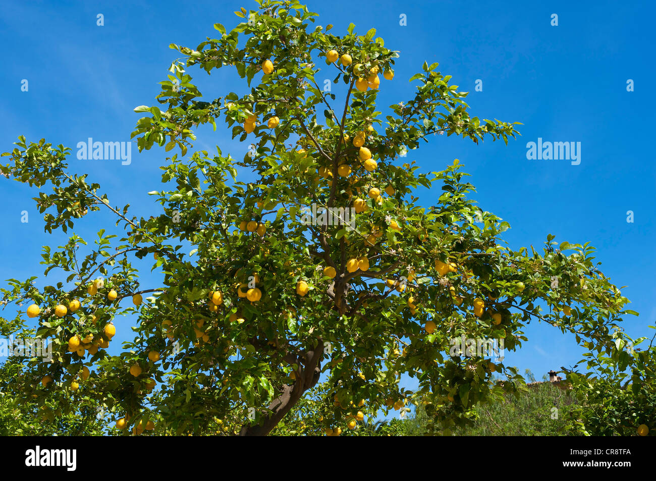 Lemon Tree, Deia, Maiorca, isole Baleari, Spagna, Europa Foto Stock