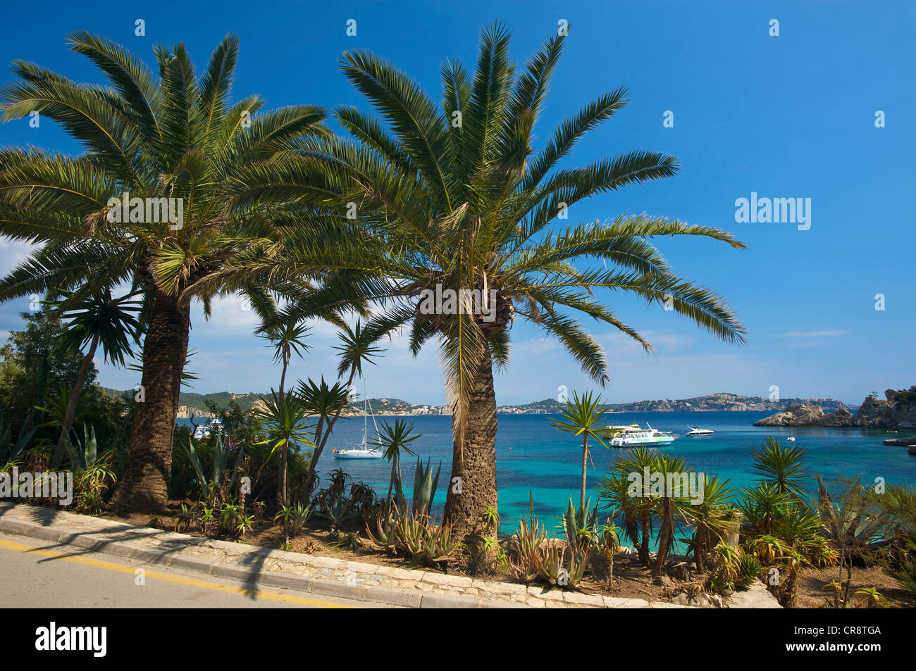Gli alberi di palma, Cala Fornells, Maiorca, isole Baleari, Spagna, Europa Foto Stock