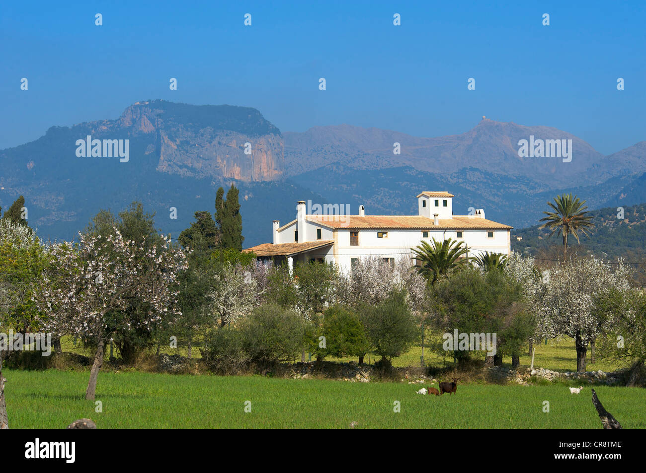 Finca e la fioritura dei mandorli in Alaro, Tramuntana, Maiorca, isole Baleari, Spagna, Europa Foto Stock