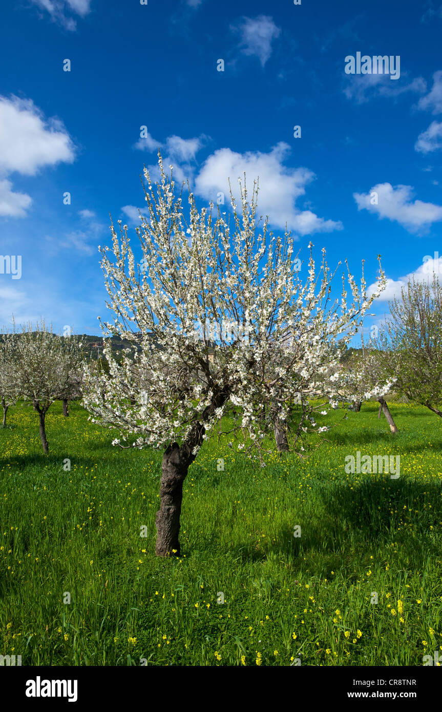 Fiore di mandorla, Maiorca, isole Baleari, Spagna, Europa Foto Stock