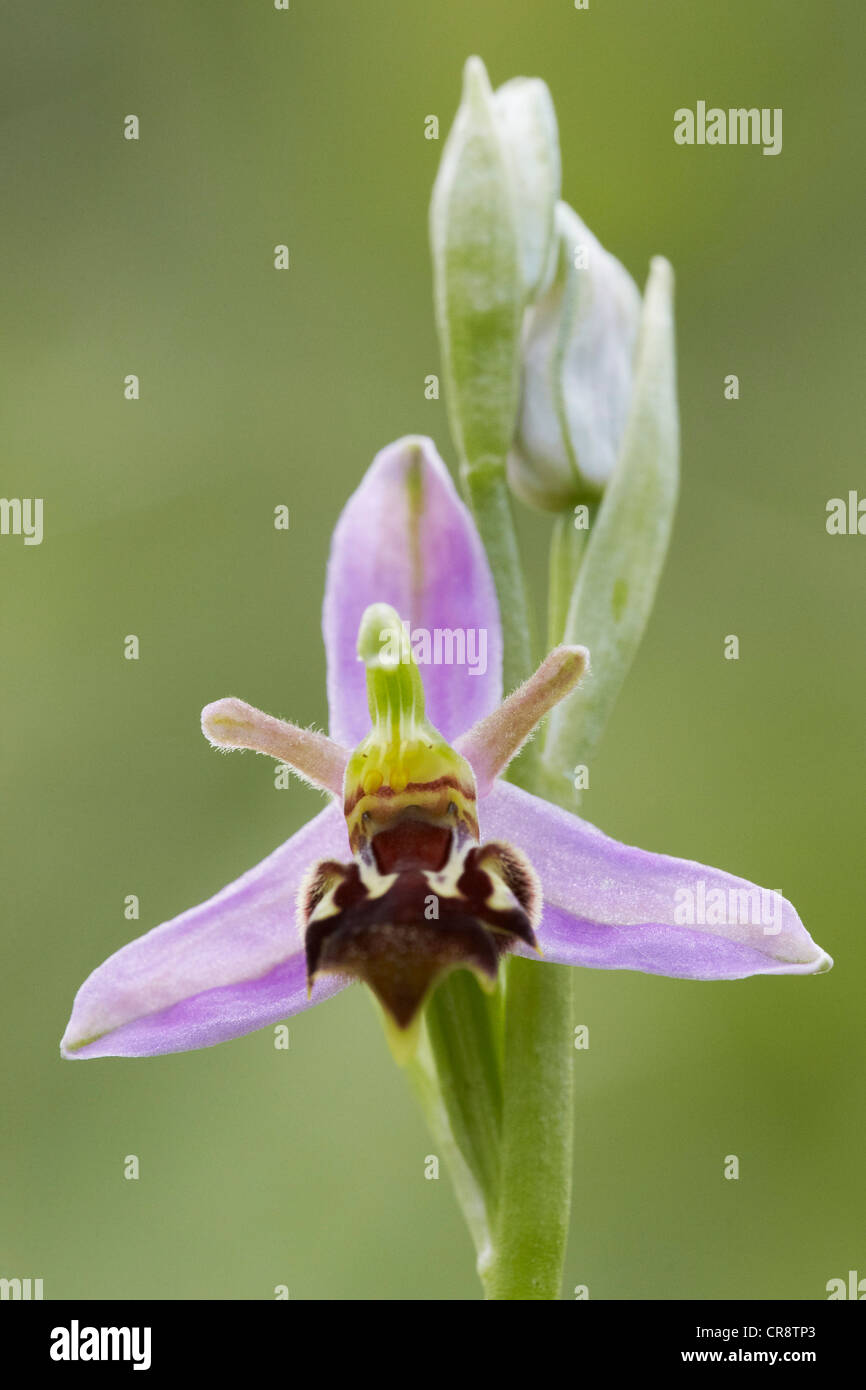 Bee Orchid, Ophrys apifera, REGNO UNITO Foto Stock