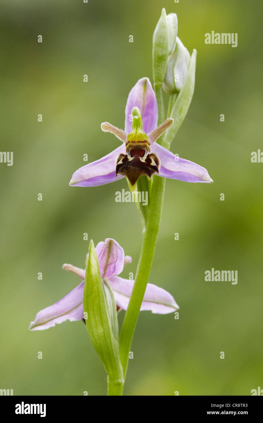 Bee Orchid, Ophrys apifera, REGNO UNITO Foto Stock