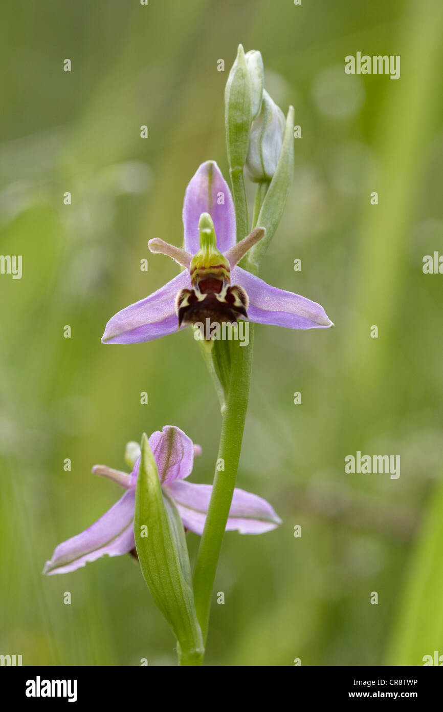 Bee Orchid, Ophrys apifera, REGNO UNITO Foto Stock