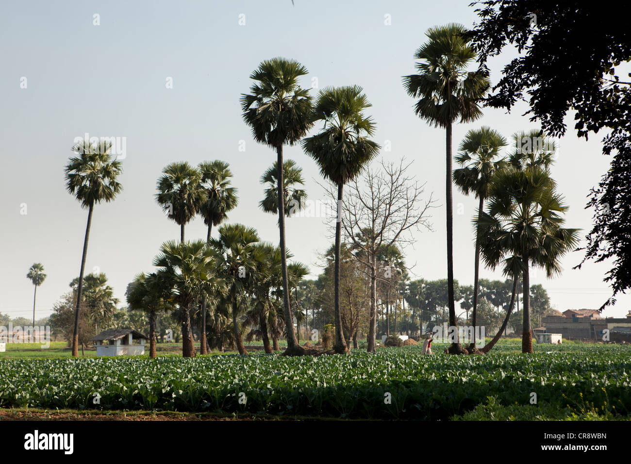 Villaggio rurale in vista Sujata Garh, Bodh Gaya, Bihar, in India Foto Stock