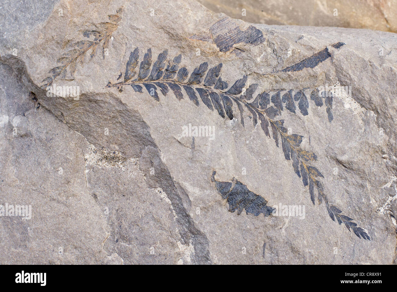 I fossili di una felce, 35-40 milioni di anni, sul ghiacciaio Longyearbreen, Longyeardalen, Adventfjorden, Spitsbergen, Svalbard, Norvegia Foto Stock