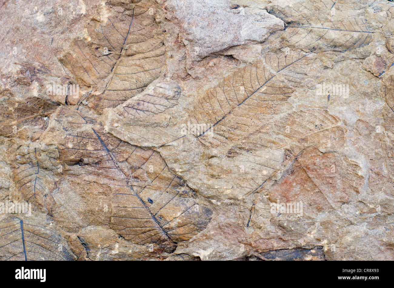I fossili di foglie, 35-40 milioni di anni, sul ghiacciaio Longyearbreen,  Longyeardalen, Adventfjorden, Spitsbergen, Svalbard, Norvegia Foto stock -  Alamy