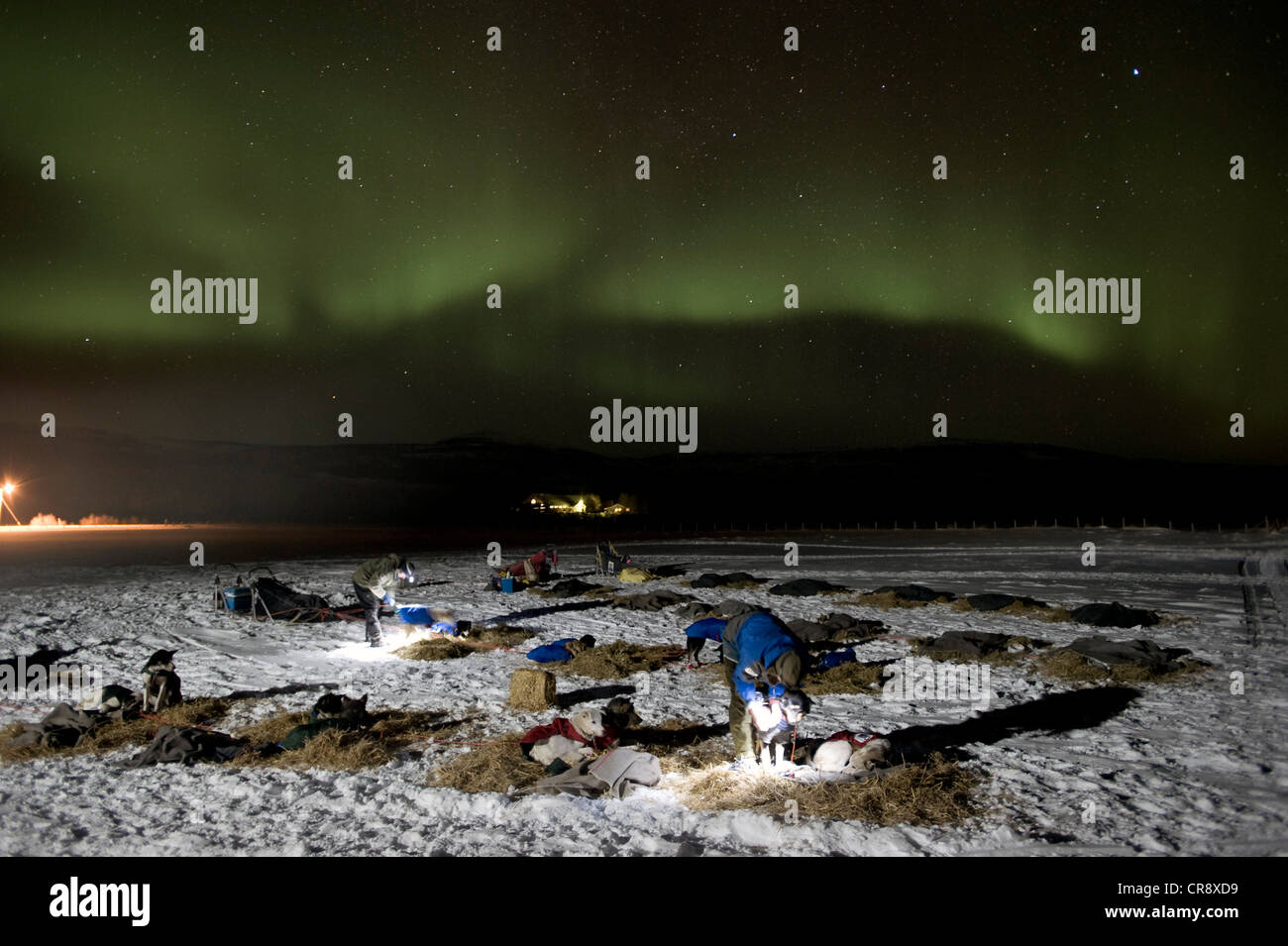 Alimentazione Mushers i loro cani sotto lo splendore delle luci del nord (l'Aurora boreale, Finnmarksløpet, più settentrionale della Sled Dog Race Foto Stock