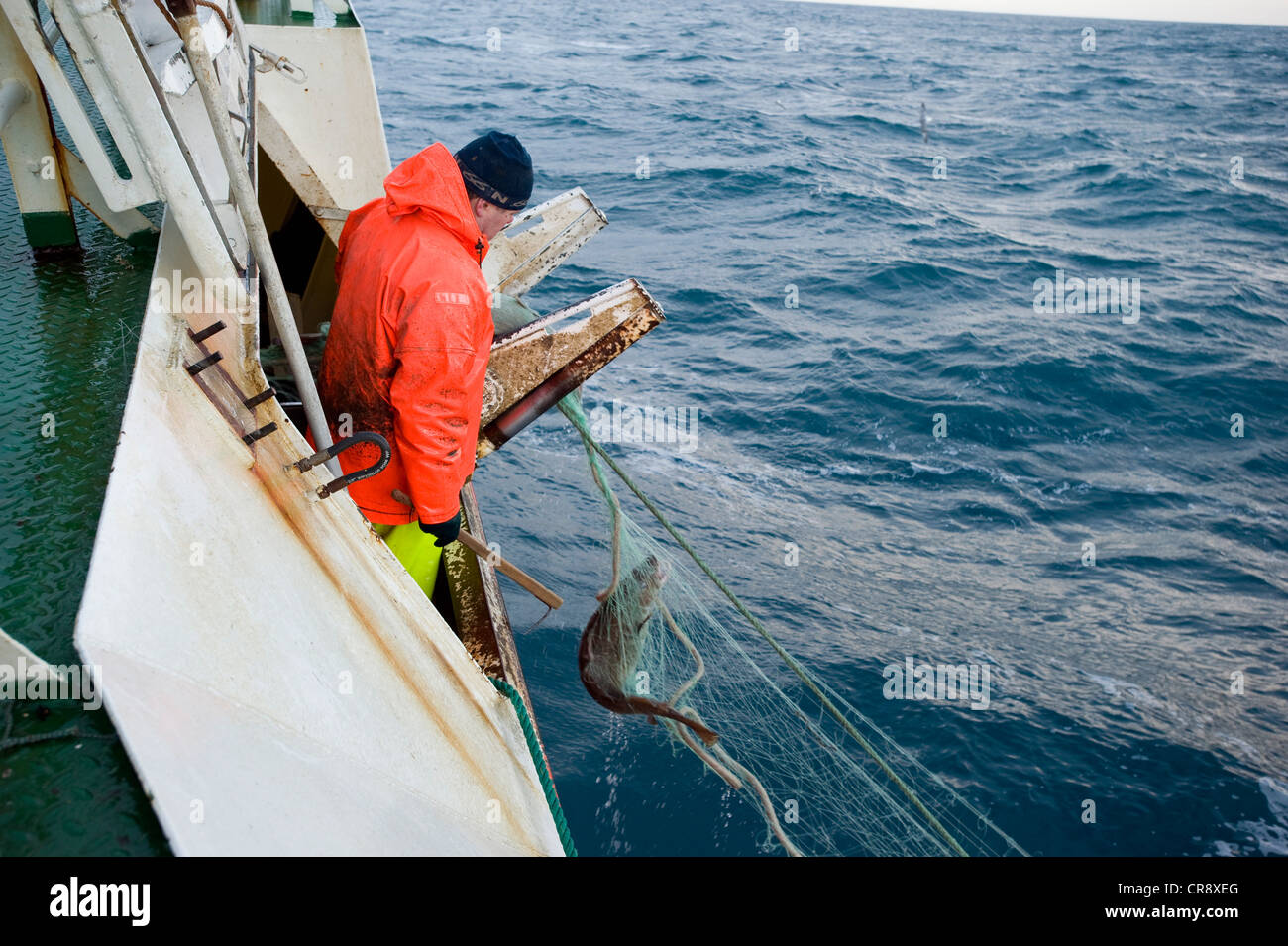 Fisherman su un lato piccolo peschereccio per traino traino del net verso l'interno durante la pesca del merluzzo, Breiðafjoerður, Islanda, Europa Foto Stock