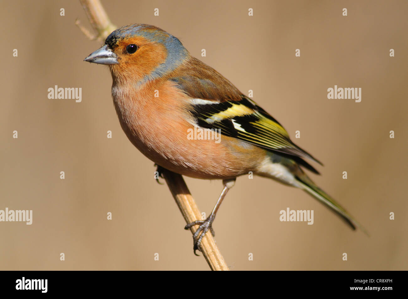 Fringuello Foto Stock