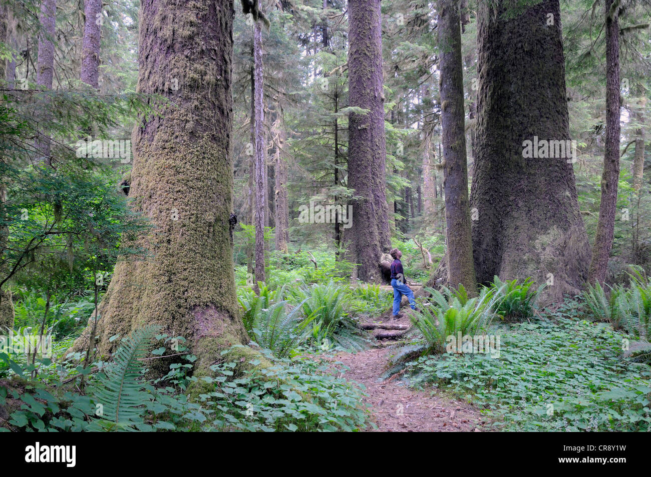 Randy Stoltmann Grove commemorative, Sitka Spruce alberi, Carmanah Walbran Parco Provinciale, British Columbia, Canada Foto Stock