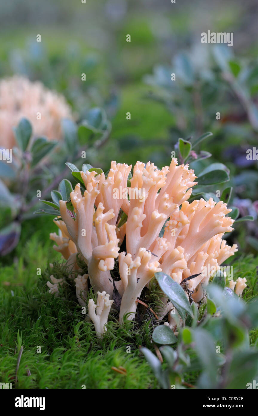 Corallo rosa Fungo (Ramaria formosa), l'isola di Vancouver, British Columbia, Canada Foto Stock