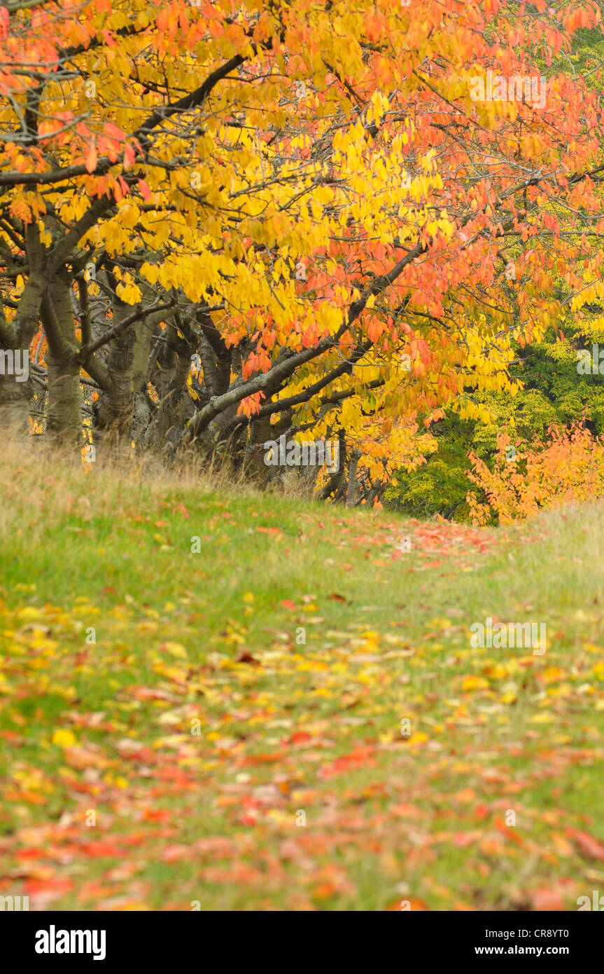 Ciliegio (Prunus sp.) alberi in autunno con vivacemente colorato foglie, Montagne Harz, Sassonia-Anhalt, Germania, Europa Foto Stock