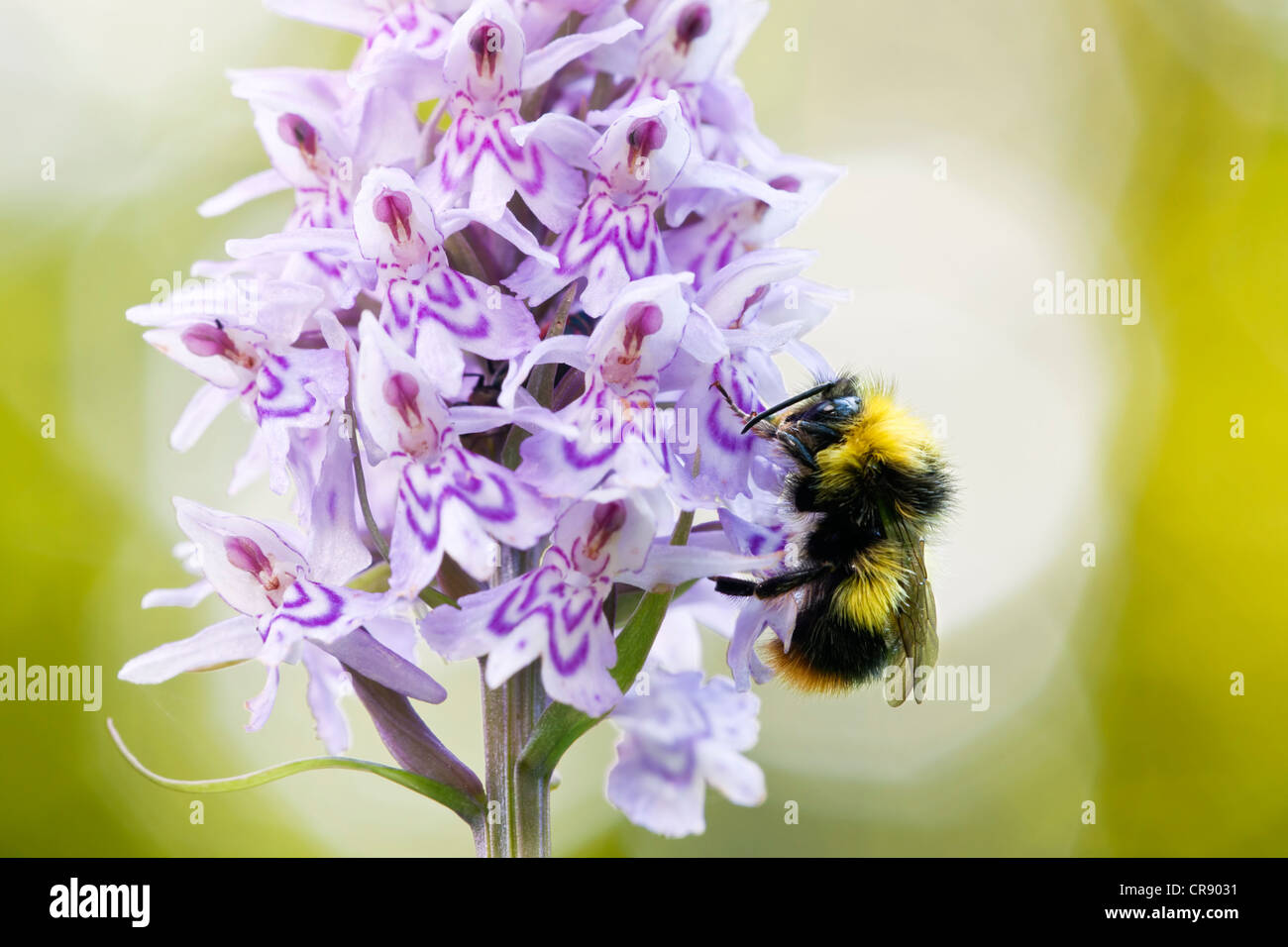 Bumblebee alimentare da una orchid Foto Stock