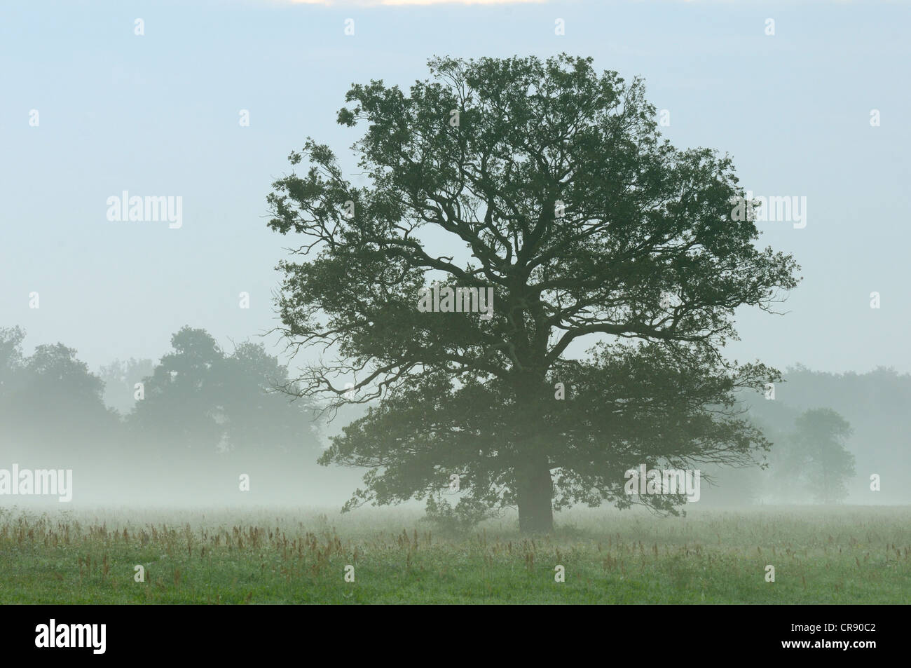 Albero di quercia, prati sul fiume Elba, Riserva della Biosfera dell'Elba centrale, Dessau, Sassonia-Anhalt, Germania, Europa Foto Stock