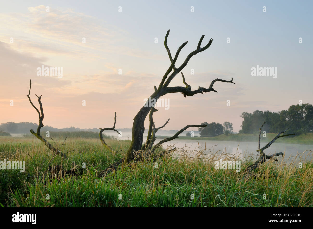 Prati sul fiume Elba, la mattina presto, vicino a Dessau, Riserva della Biosfera dell'Elba centrale, Sassonia-Anhalt, Germania, Europa Foto Stock