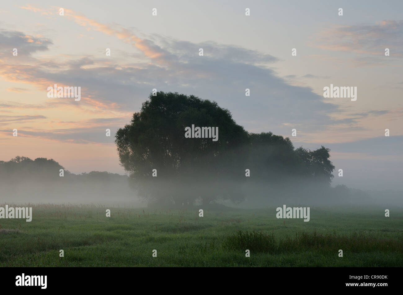 Prati sul fiume Elba, la mattina presto, vicino a Dessau, Riserva della Biosfera dell'Elba centrale, Sassonia-Anhalt, Germania, Europa Foto Stock