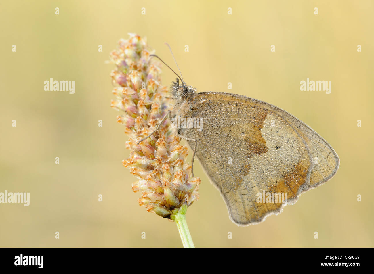 Prato farfalla marrone (Maniola jurtina), Riserva della Biosfera dell'Elba centrale, Dessau, Germania, Europa Foto Stock