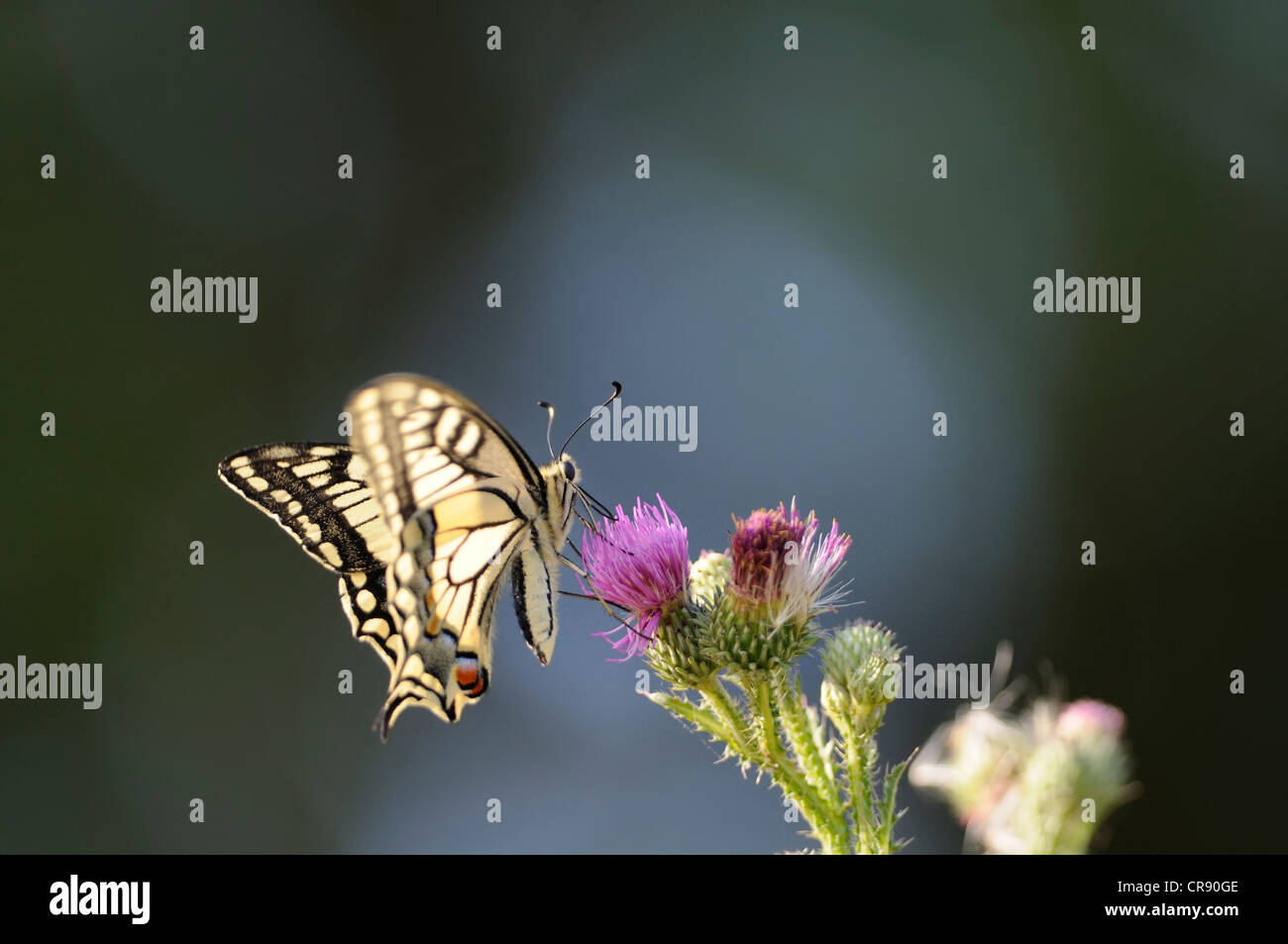A coda di rondine (farfalla Papilio machaon), Riserva della Biosfera dell'Elba centrale, Dessau, Germania, Europa Foto Stock