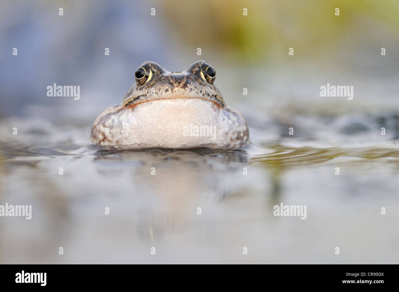 Comune Europea Rana marrone (Rana temporaria), Riserva della Biosfera dell'Elba centrale, Dessau, Germania, Europa Foto Stock