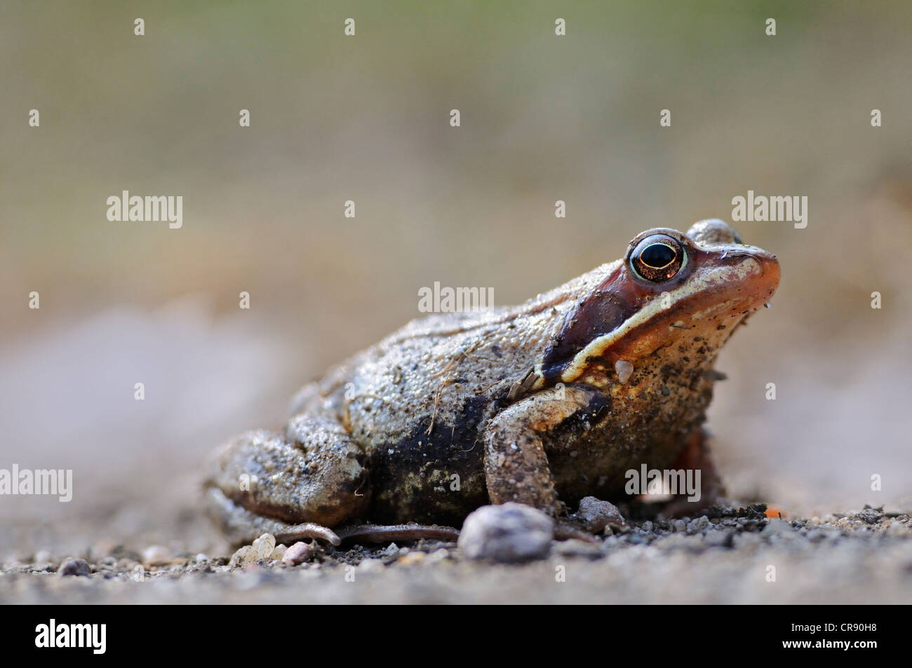 Moor Frog (Rana arvalis), Riserva della Biosfera dell'Elba centrale, Dessau, Germania, Europa Foto Stock