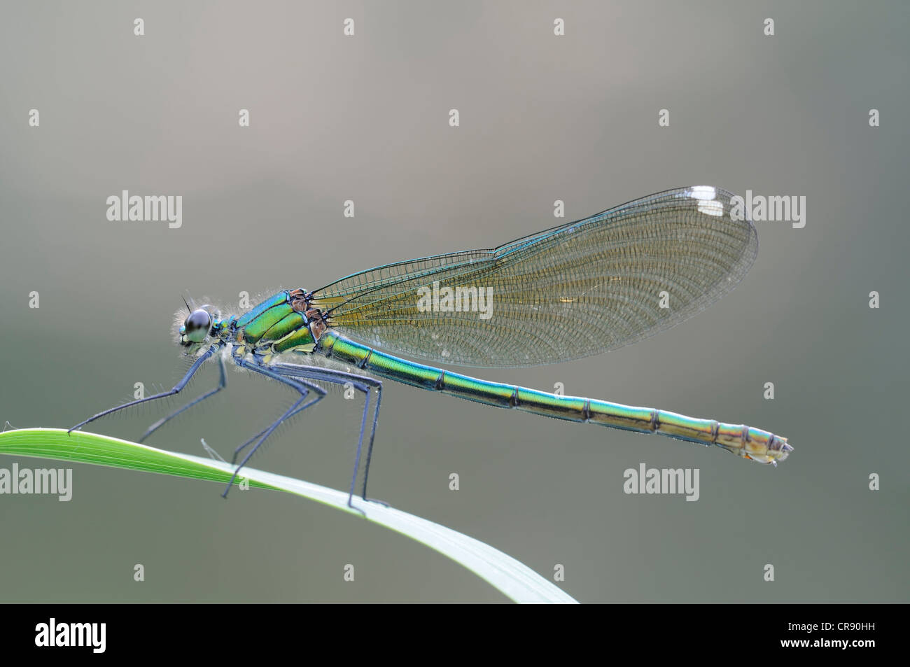 Nastrare Demoiselle damselfly (Calopteryx splendens), Riserva della Biosfera dell'Elba centrale, Dessau, Germania, Europa Foto Stock