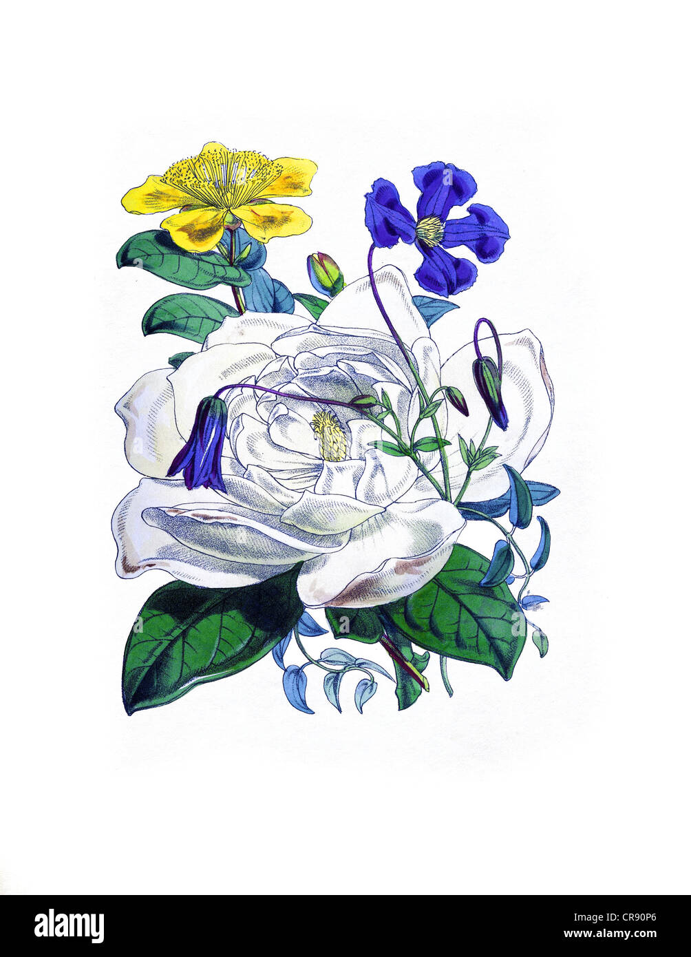 Vintage illustrazione di una rosa bianca circa 1855 Foto Stock