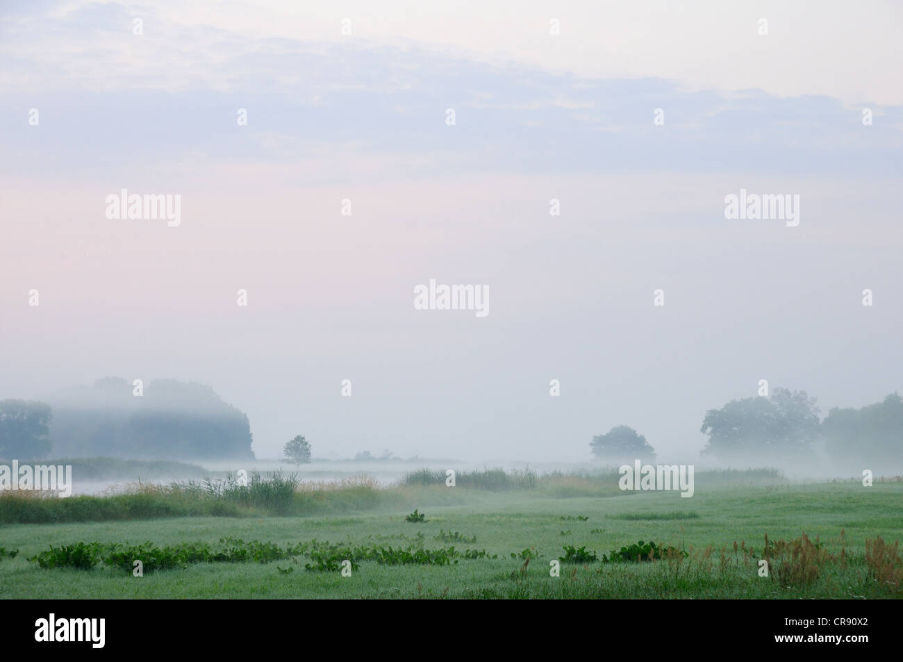 Atmosfera di mattina con la nebbia sui prati del fiume Elba vicino a Dessau, Sassonia-Anhalt, Germania, Europa Foto Stock