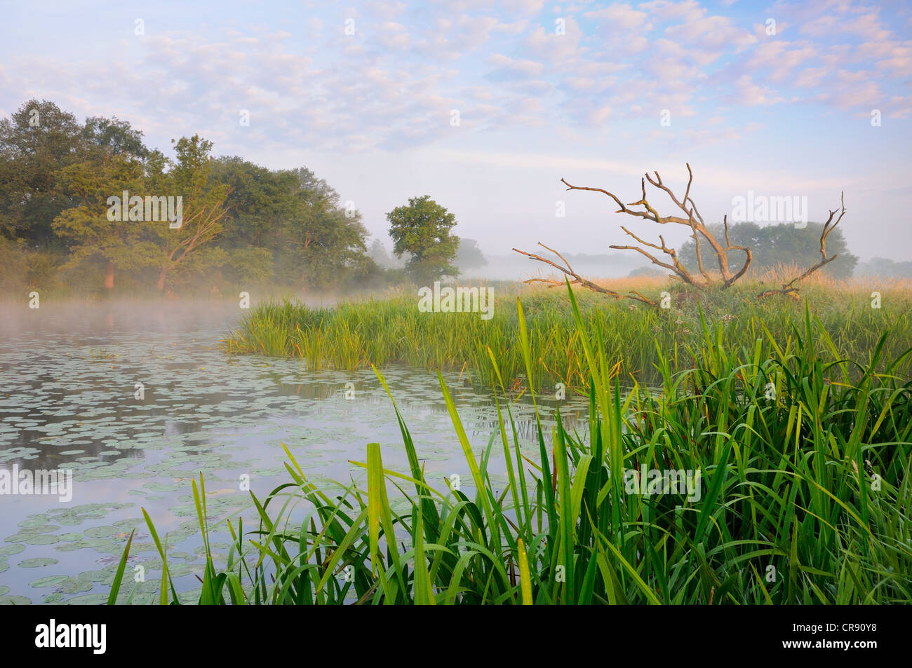 Atmosfera di mattina con la nebbia, Elba floodplain vicino a Dessau, Sassonia-Anhalt, Germania, Europa Foto Stock