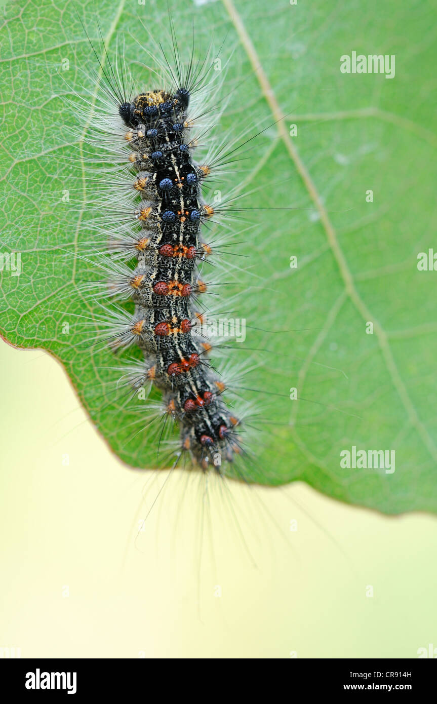 Caterpillar del Gypsy Moth (Lymantria dispar), Riserva della Biosfera dell'Elba centrale vicino a Dessau, Sassonia-Anhalt, Germania, Europa Foto Stock