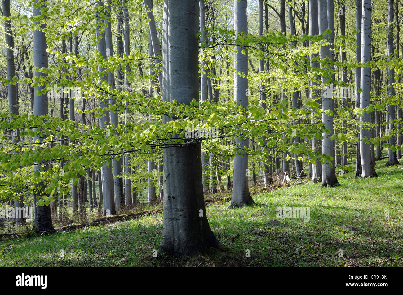 Foresta di faggio, Jasmund National Park, Rugia, Ruegen, Meclemburgo-Pomerania Occidentale, Germania, Europa Foto Stock