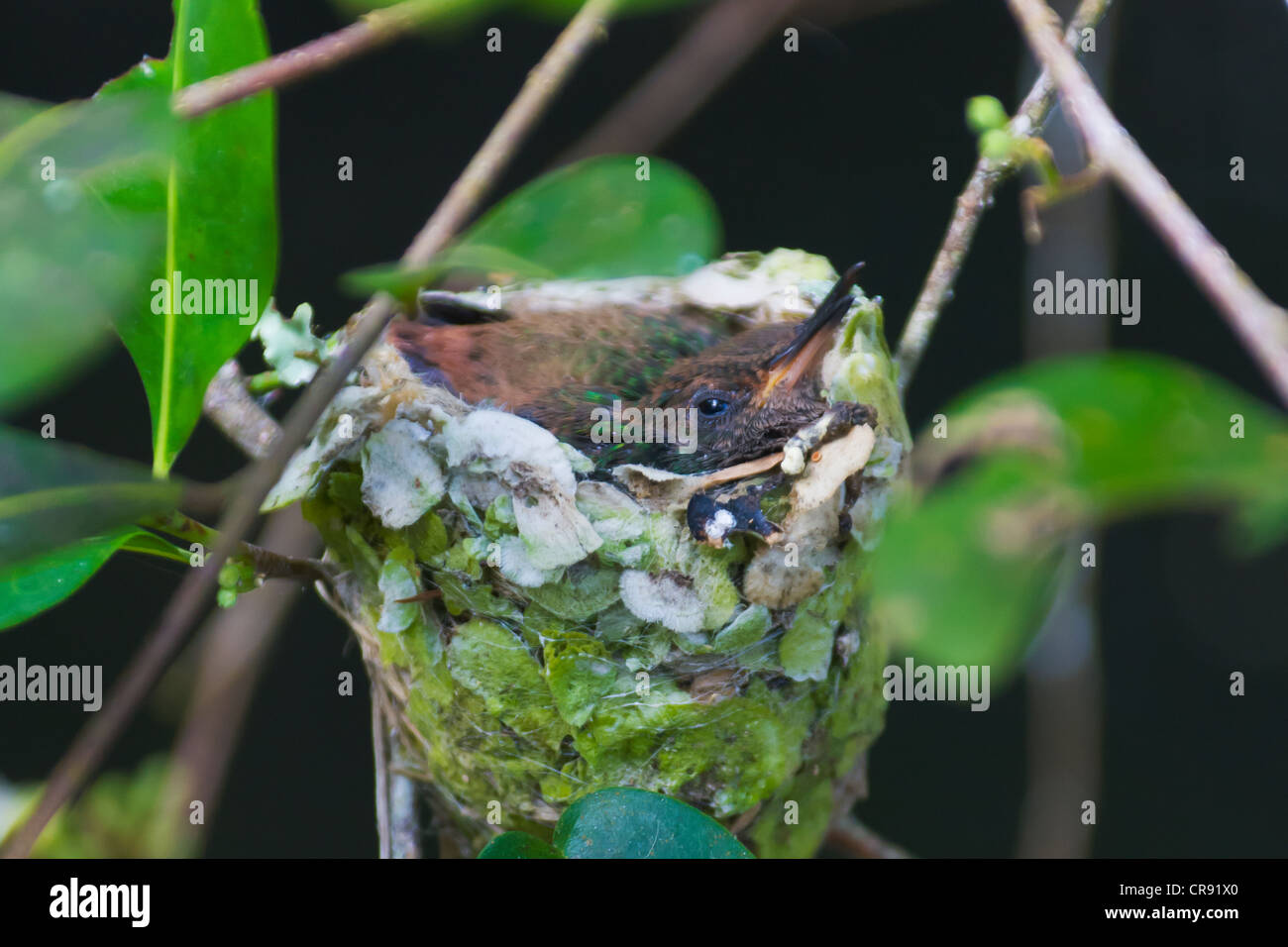Hummingbird nest nella foresta, Pico Bonito National Park, Honduras Foto Stock
