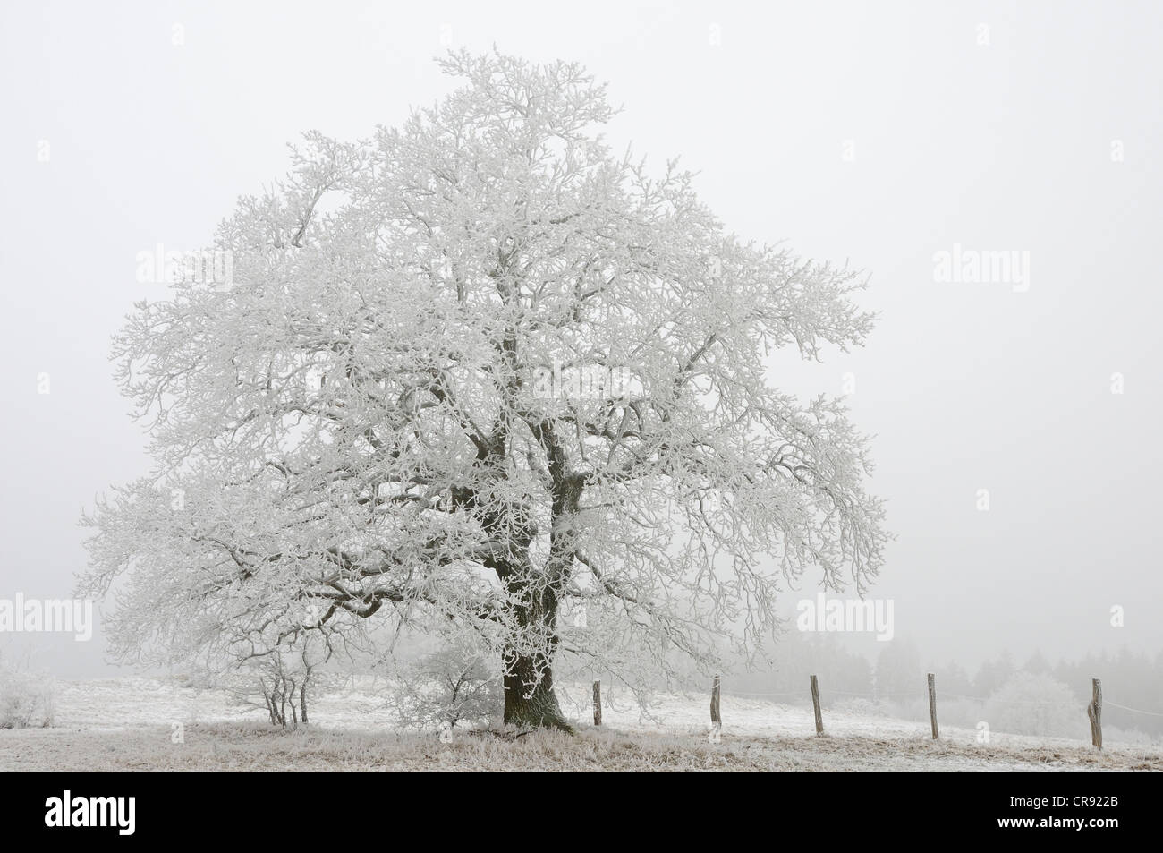 Albero con brina in inverno, Harz mountain range, Sassonia-Anhalt, Germania, Europa Foto Stock