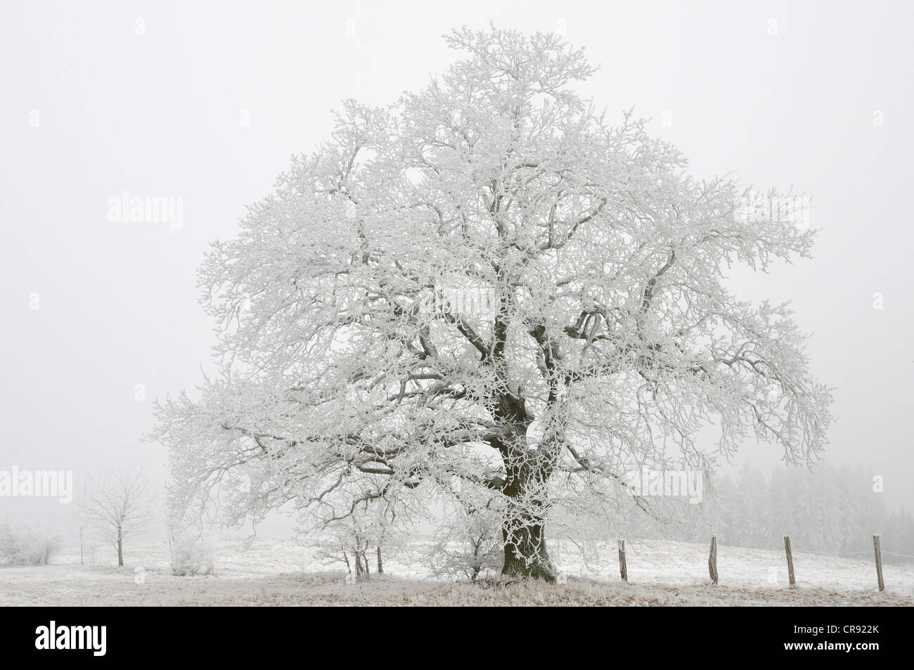 Albero con brina in inverno, Harz mountain range, Sassonia-Anhalt, Germania, Europa Foto Stock