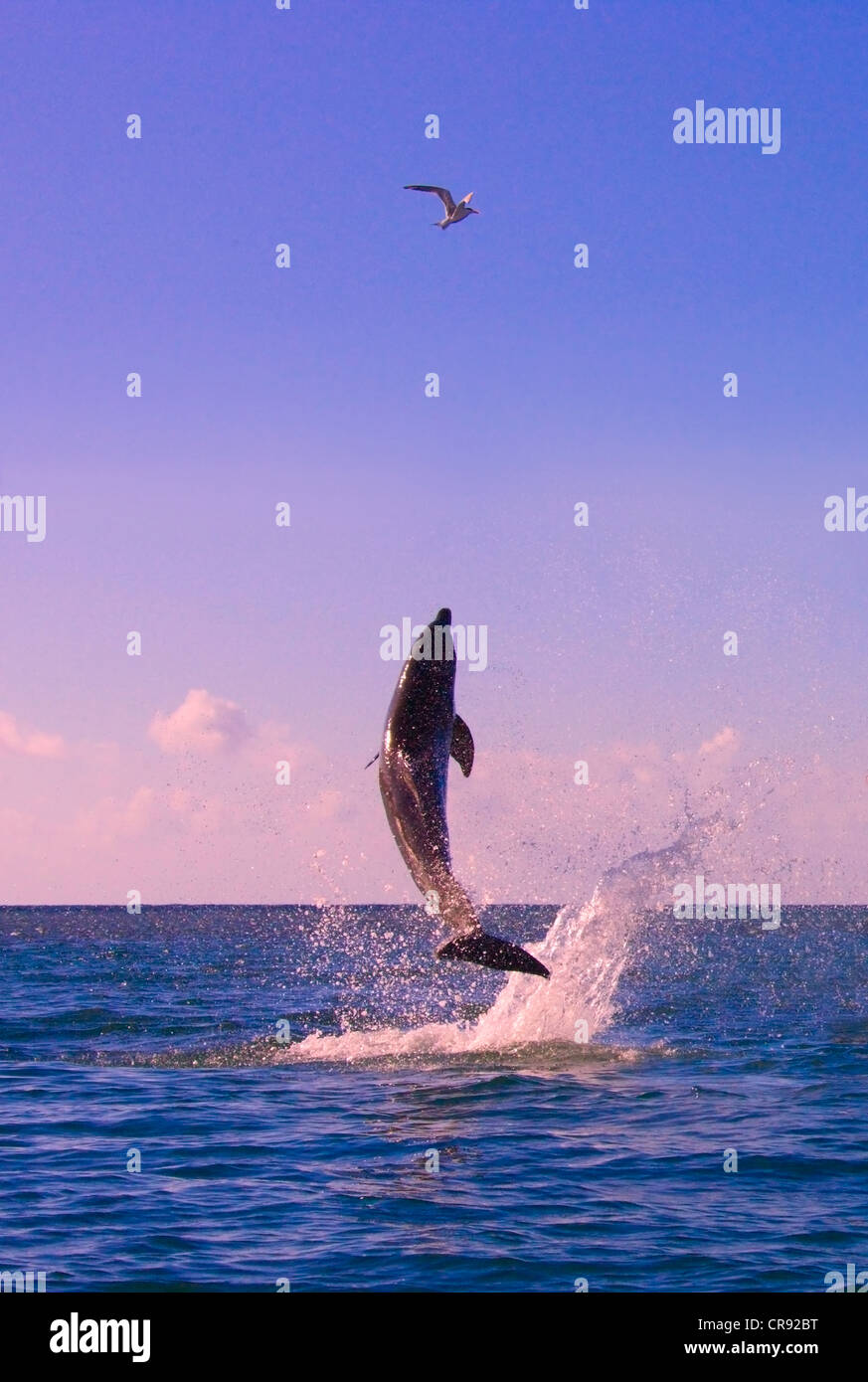 Dolphin saltando da mare, Roatan Island, Honduras Foto Stock