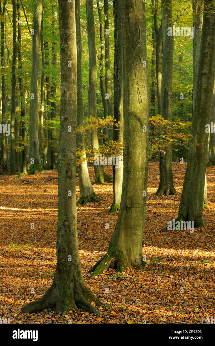 Autunno nel Jasmund National Park, Ruegen, Meclemburgo-Pomerania Occidentale, Germania, Europa Foto Stock
