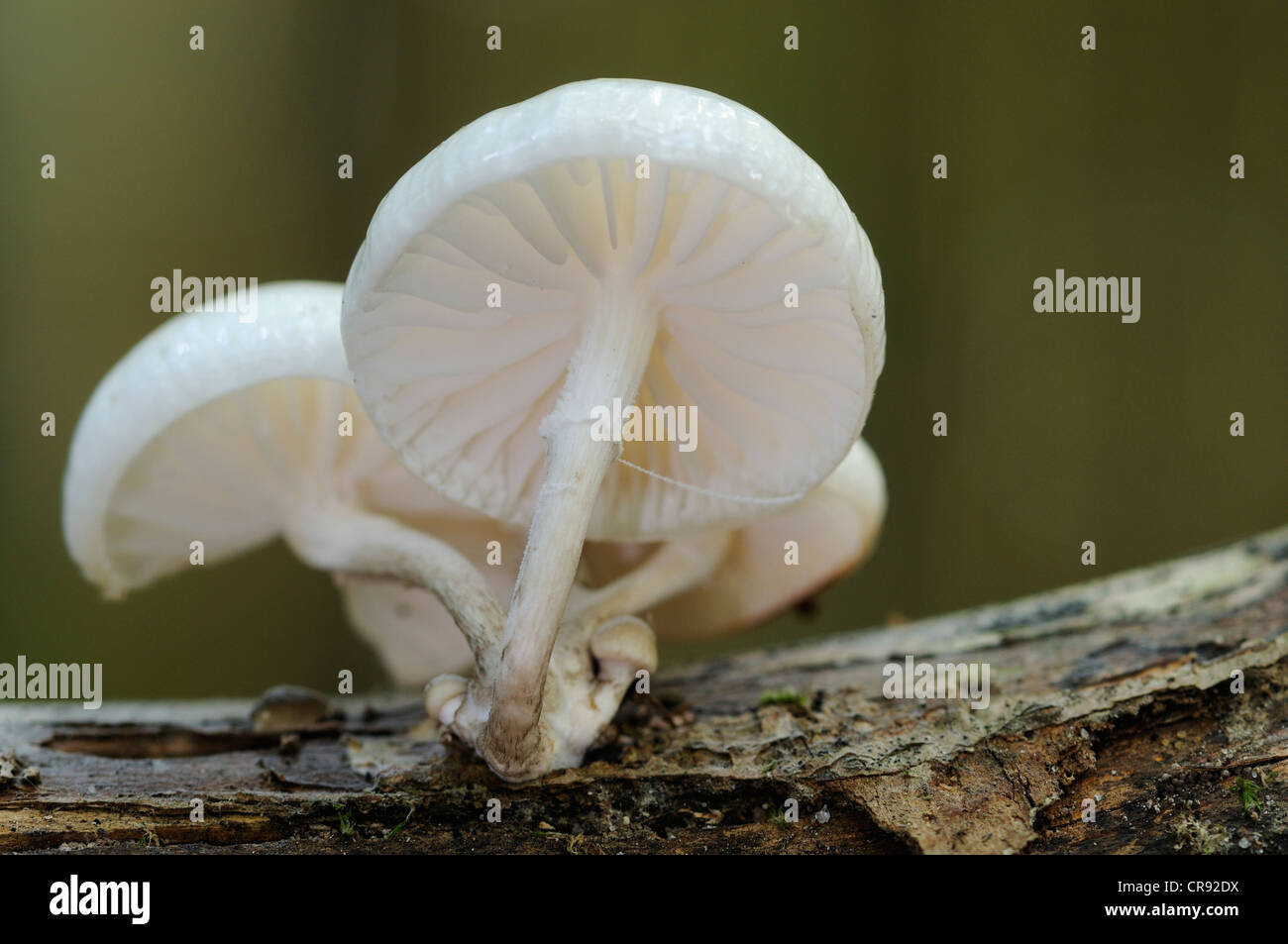 Testa a fungo di porcellana (Oudemansiella mucida) su legno di faggio in Jasmund National Park, Ruegen, Meclemburgo-Pomerania Occidentale Foto Stock