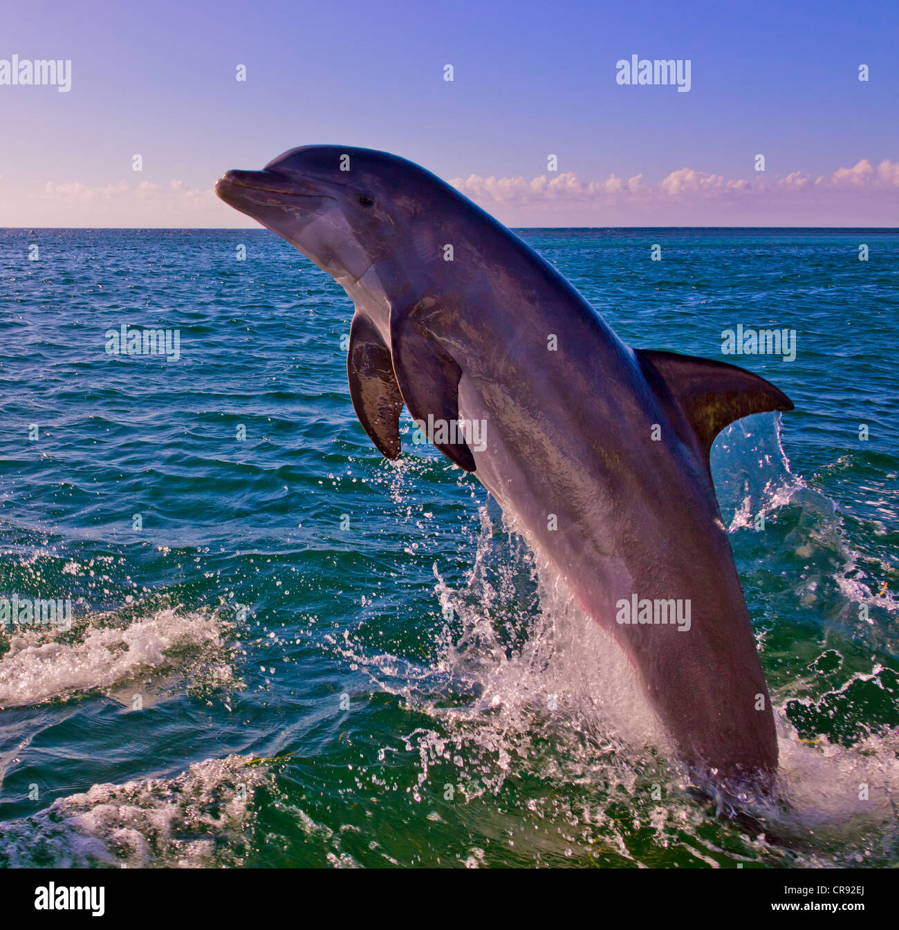 Dolphin saltando da mare, Roatan Island, Honduras Foto Stock