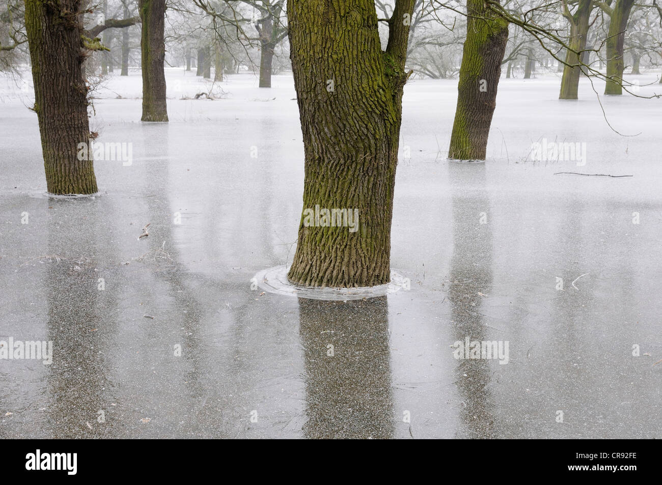 Congelati inondazione in Medio Elba Riserva della Biosfera, Dessau, Sassonia-Anhalt, Germania, Europa Foto Stock